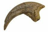Fossil Avisaurus (Bird Lizard) Claw - Wyoming #382478-1